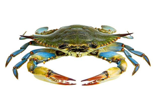 Mexican Blue Crab