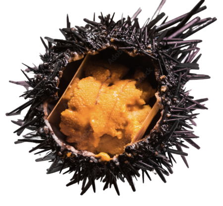 Sea Urchin (Uni)