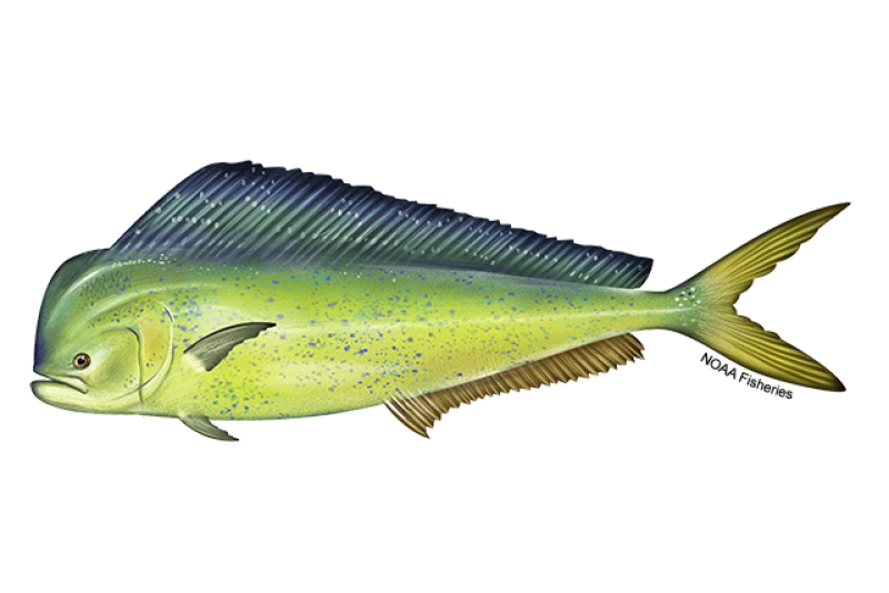 Mahi Mahi