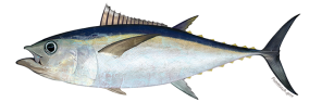 Tuna